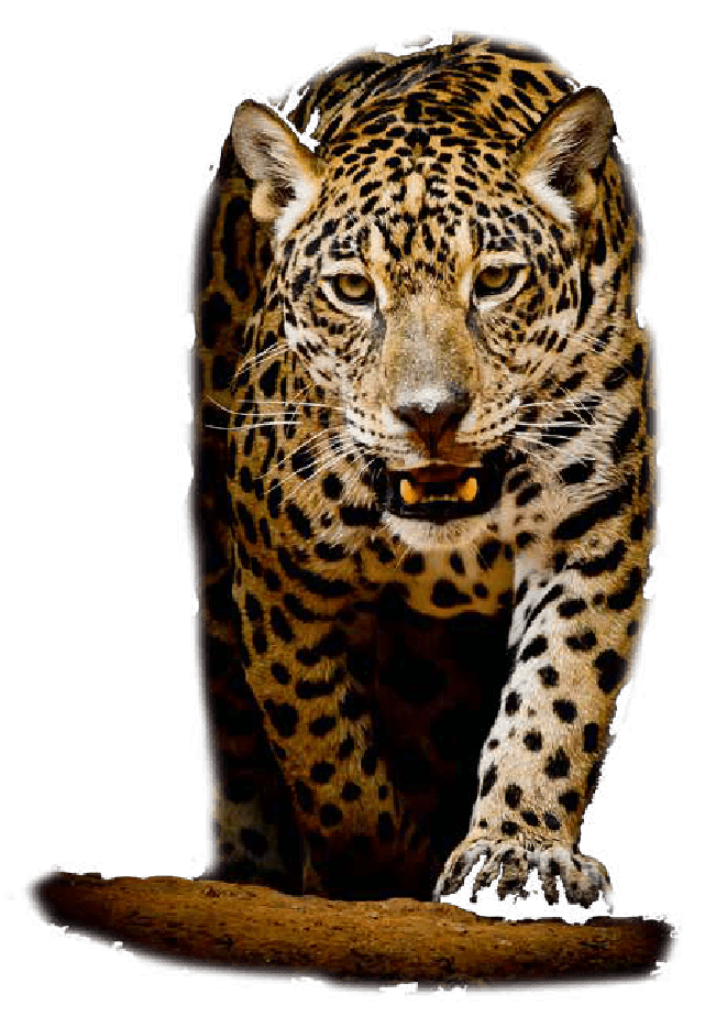 Feral_Mujer Alquimia