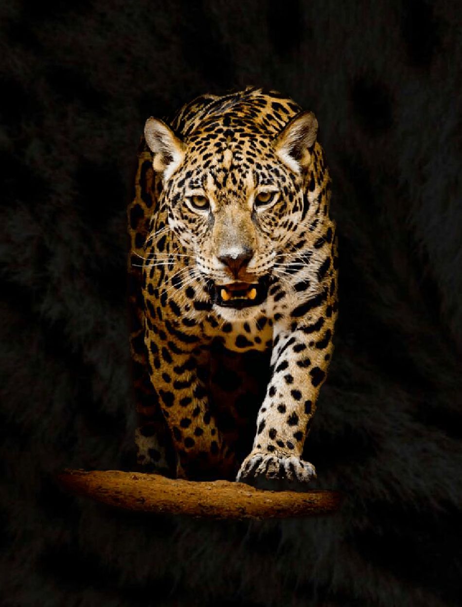 Feral